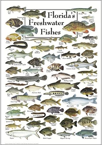Плакат Земя, небе + Вода - Сладководни риби Флорида