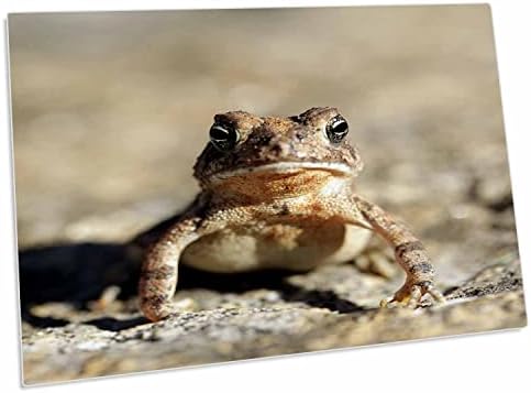 Триизмерна макросъемка американската жаба, стоящи настрана. - Настолни подложки (dpd-315600-1)