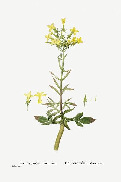 Каланхое Лакиниата (растение елхи) - 1799 - Pierre Joseph Редут - Ботаническа Примерен плакат