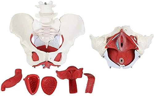 Модел на женски Таз WLKQ, Анатомическая Модел, Модел на Женското Таза и Тазовите мускули, Мускули и органи Подвижни