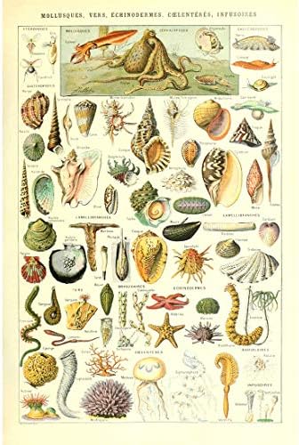 Meishe Художествен Плакат С Принтом Ретро Биологичен Ботаническата Научен Стенен декор Морски Същества Животни
