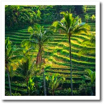 Ориз, тераса 3dRose Jatiluwih, Бали, Индонезия - Ютия за топлопреминаване (ht-366340-3)