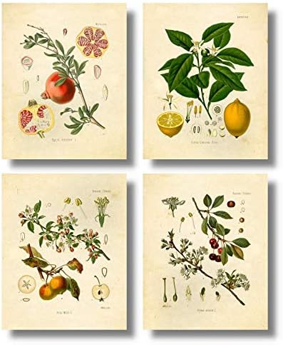 Ink Inc. Реколта Ботанически Щампи | Различни Стенно изкуство, Лимон, Ябълка, Нар, Череша | Комплект от 4 броя