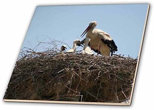 3dRose Taiche - Снимка - Щъркел - Щъркел и аистята В гнездото - Теракот (ct-364781-7)