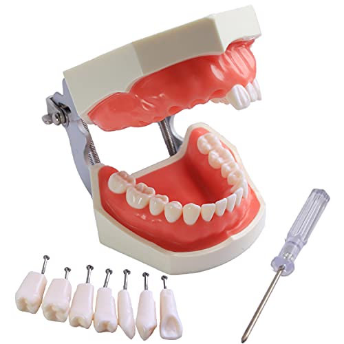 Модел на зъбите Typodont, Подвижни Зъб, Образователна Практика, да Учат, Мека Венците