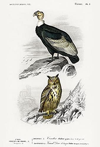 Андската Кондор и Евразийски бухал - 1849 - Магнит с илюстрации на птици