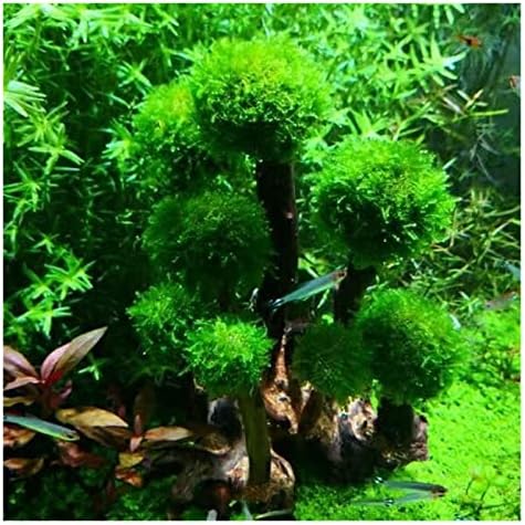 Аквариумное растение, мъх, украса за дървета, озеленяване, дървесина, корени на растения, корени, водни растения, трева, аквариум, направи си сам, аквариум, капак за д