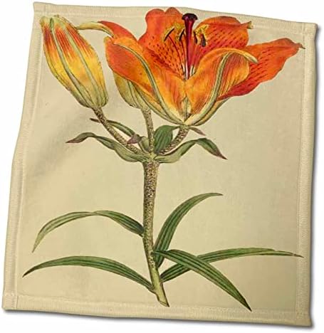 3dRose Florene - Vintage Botanical II - Принт Orange Лилии с 1700 г. - Кърпи (twl-204748-3)