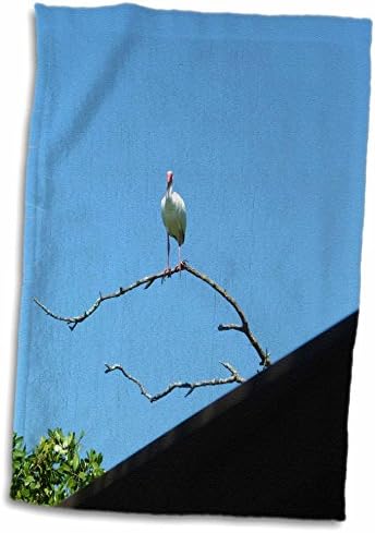 3dRose Florene Birds - Бял Ибис, на фона на Синьо небе - Кърпи (twl-48200-1)