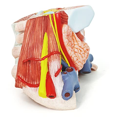 Анатомическая Модел на шията на човека Evotech, Анатомическая Модел областта на шията в реален размер, Показващи, Артерии, Вени, мускули и Кости, с Основа и Цветни Ръков