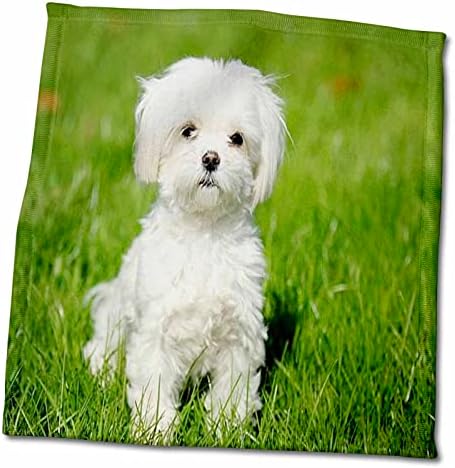Куче 3dRose Florene - Кученце на породата малтийски На Тревата кърпи (twl-49327-1)