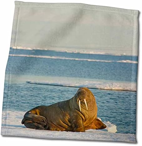 3россия Норвегия, Свалбард, Свалбард. Бик-морж почива на льдине. - Кърпи (twl-189218-3)