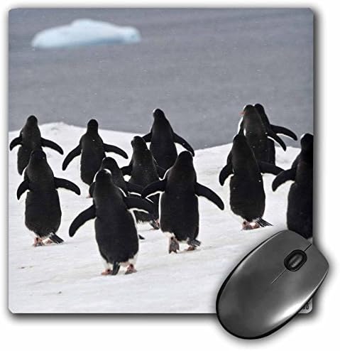 Подложка за мишка 3dRose LLC 8 x 8 x 0,25 инча Gentoo Penguin (mp_10513_1)